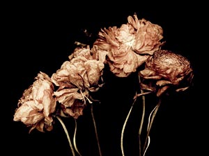 Fiori